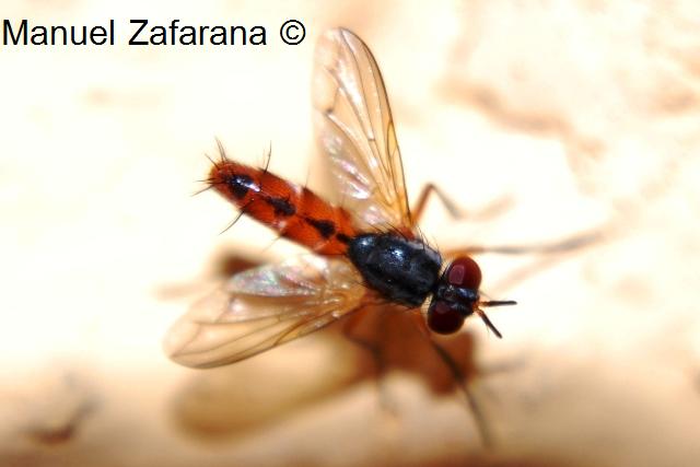 Mintho compressa (Tachinidae).